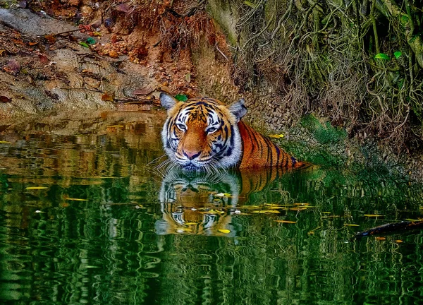 Il castello nel tropico — Foto Stock