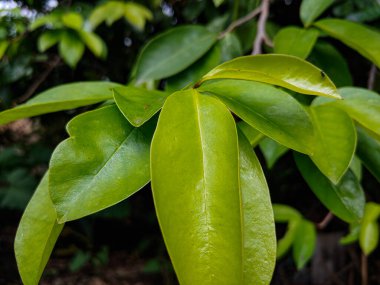 Taze yeşil yapraklar. Doğu Lombok, Batı Nusa Tenggara, Endonezya.