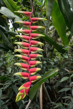 Kolombiya tropikal çiçek 