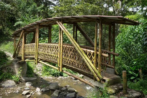 Бамбуковий міст у джунглях — стокове фото