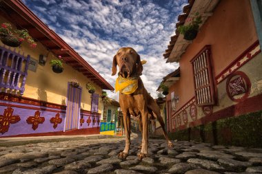 köpek Guatape Kolombiya 