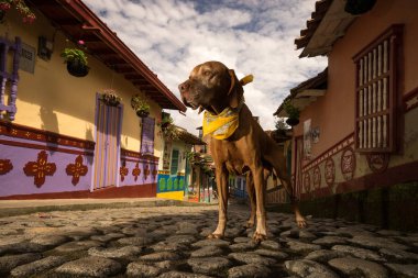 Altın vizsla köpek Kolombiya 