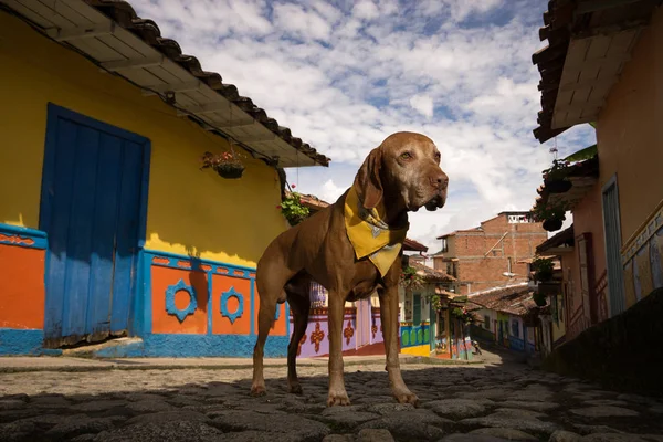 Vizsla dog in colonial town — Stock Photo, Image