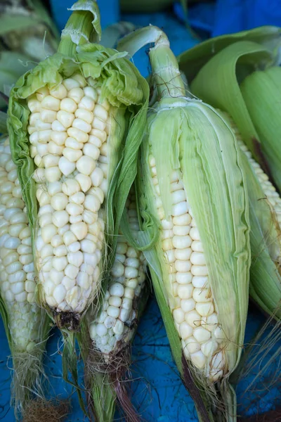 Maíz no gmo ecuatoriano —  Fotos de Stock