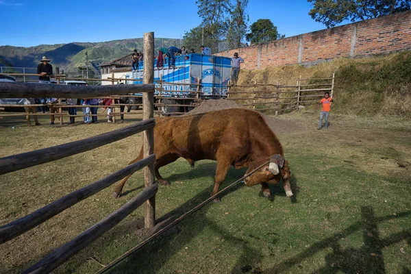 Bull and cowboys during rodeo — Stock Photo, Image