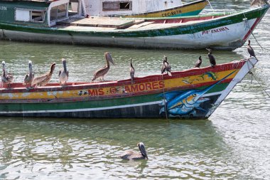 Pelikan Panama Balıkçı teknesinde 