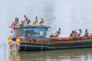 Pelikan Panama Balıkçı teknesinde 