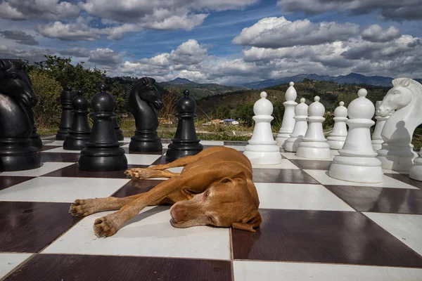 dog on chess board outdoors