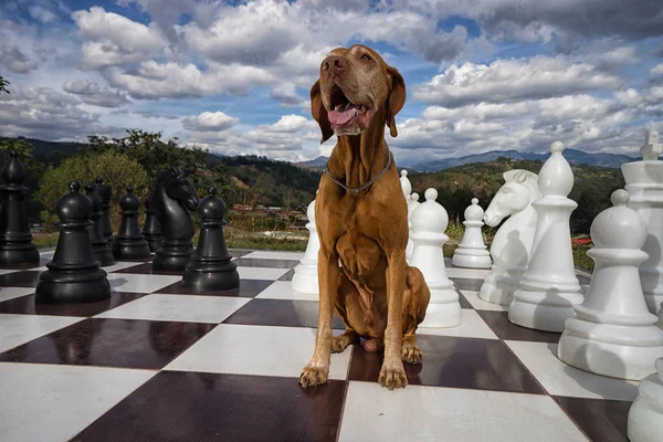 Dog on chess board — Stock Photo, Image
