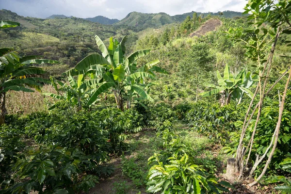 Kaffe buskar i Colombia — Stockfoto