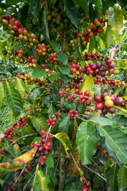 Kolombiya'da kahve bush 