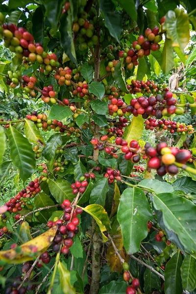 Koffie bush in Colombia — Stockfoto