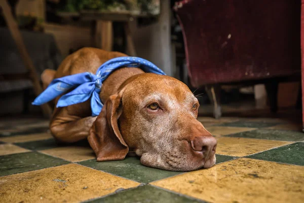 Vizsla dog with scarf — Stock Photo, Image