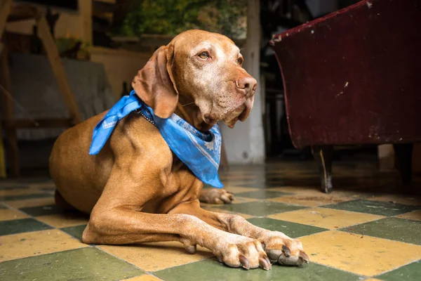 Vizsla dog with scarf — Stock Photo, Image