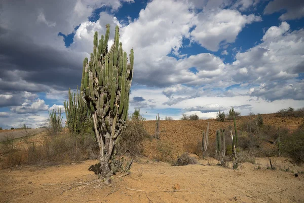 Tatacoa desert landscape — Stock Photo, Image