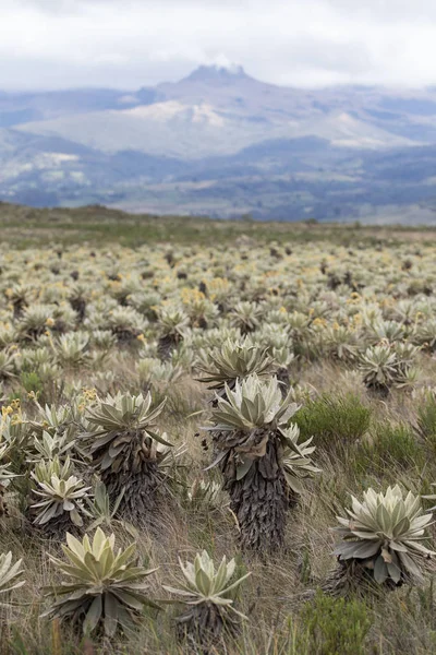 Colombian desert landscape — Stock Photo, Image