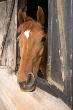 At istikrarlı Ekvator 