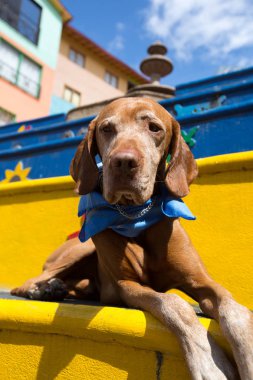 Vizsla köpek Guatape içinde 