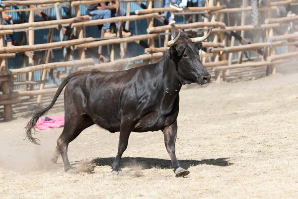 Byk w wiejskich rodeo — Zdjęcie stockowe