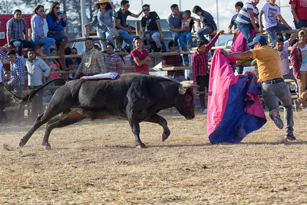 Rural bull fighting in Ecuador — Stock Photo, Image