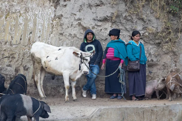 Selling cow in Ecuador — Stock Photo, Image