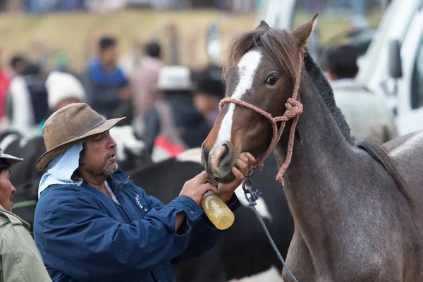 Man checking horse's teeth — Stock Photo, Image