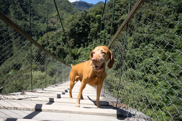 Dog on suspension bridge in Ecuador — Stock Photo, Image