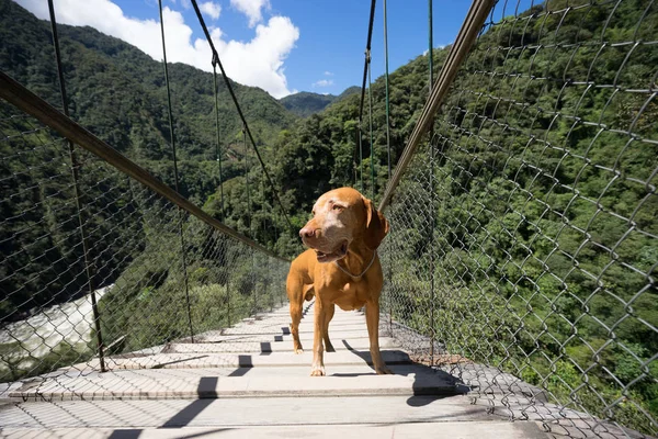 Dog on suspension bridge — Stock Photo, Image