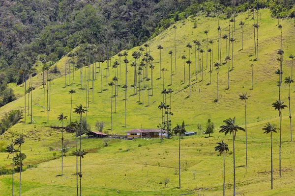 Das Cocora-Tal in Kolumbien — Stockfoto