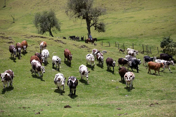 Стада корів в Valle de Cocora — стокове фото
