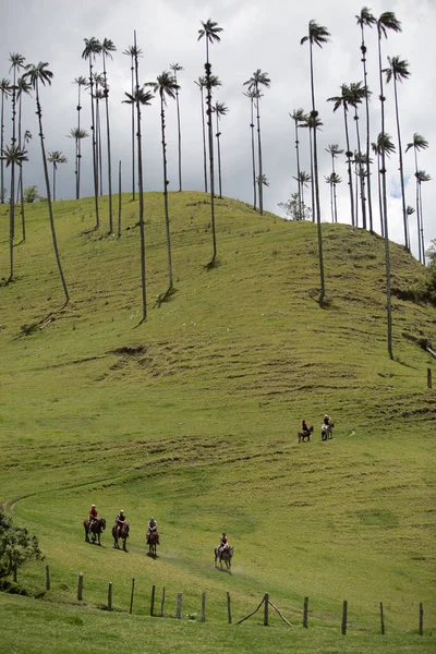 Paisagem de montanha com palmeiras de cera — Fotografia de Stock