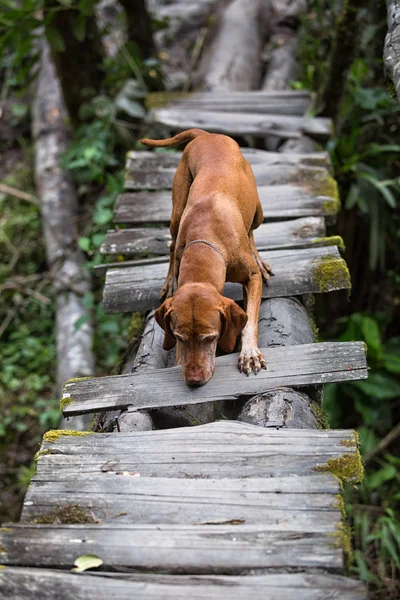 Dog crossing rustic bridge — Stock Photo, Image