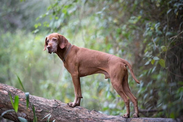 Cane in piedi onn albero tronco — Foto Stock