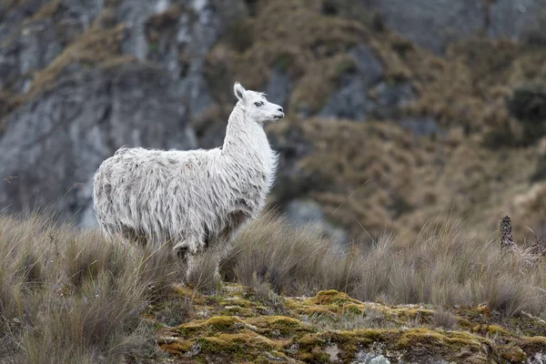 Alpaca outdoors in Ecuador — Stock Photo, Image