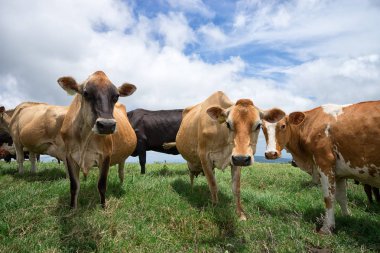 Kosta Rika mera üzerinde ineklerin 
