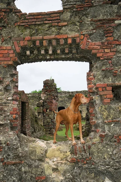 Perro en las ruinas del fuerte español en Panamá —  Fotos de Stock