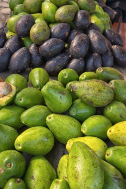 avocado in Villa de leyva Colombia 