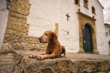 Villa de Leyva Kolombiya altın köpek 