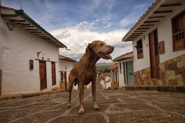 vizsla dog in Barichara Colombia  clipart