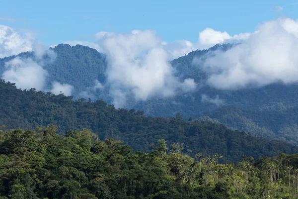 Cloudforest Στην Περιοχή Τενα Της Εκουαδόρ — Φωτογραφία Αρχείου