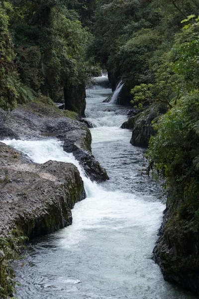 Ποτάμι μέσα στη ζούγκλα — Φωτογραφία Αρχείου