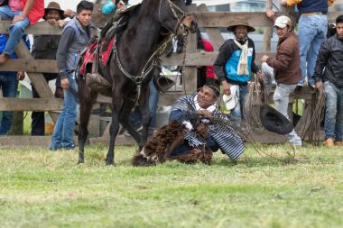 cowboy thrown off horse in rodeo event Ecuador  clipart