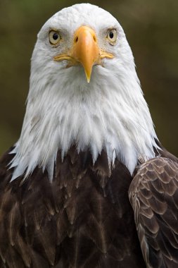 Amerikan kel kartal portre 