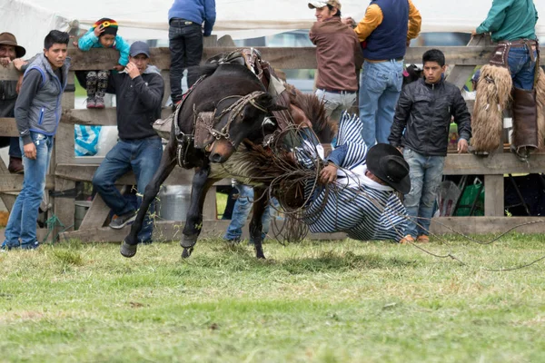 カウボーイのロデオで馬から落ちる — ストック写真