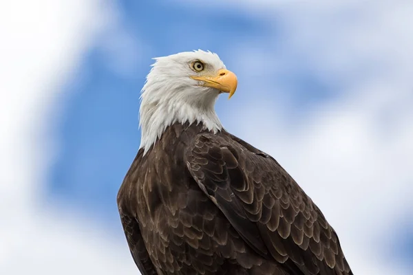 Amerikanische Weißkopfseeadler Nahaufnahme — Stockfoto