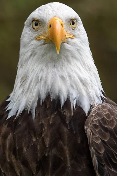 Aigle à tête blanche américain gros plan — Photo