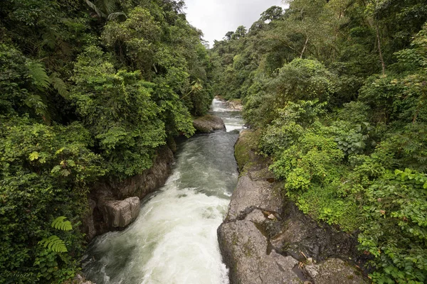 Ποτάμι Μέσα Από Ζούγκλα Στην Περιοχή Του Ισημερινού Αμαζονίου — Φωτογραφία Αρχείου
