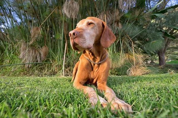 Dog laying in grass — Stock Photo, Image