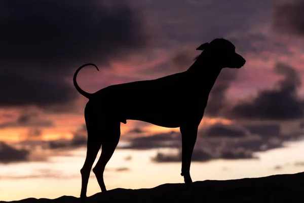 Peruanska hairless hund vid solnedgången — Stockfoto