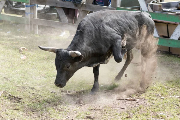 charging bull throwing dust in air